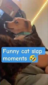 Hilarious Cat Slap Moments That Will Make You Laugh Out Loud