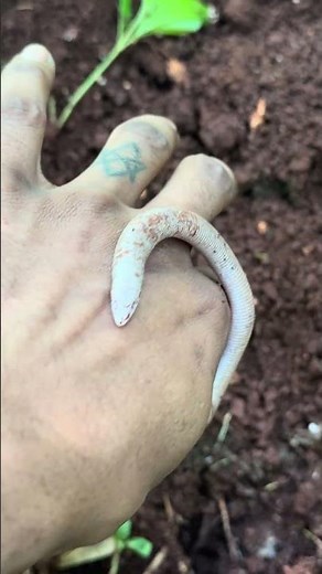 The Worm Lizard | Signs Your Ecosystem Is Healing (Ep. 1)