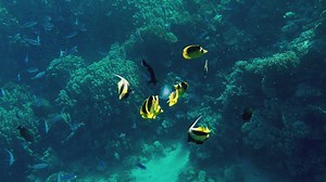 Coral reef in the Red Sea with Moorish Idol fish swimming - Free Stock Video