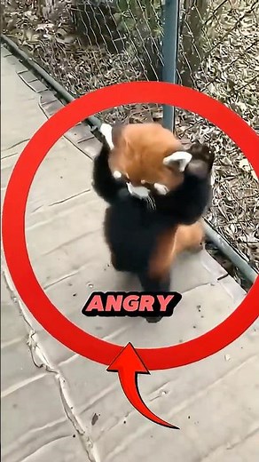 Why Red Pandas T-Pose for Survival... 😂