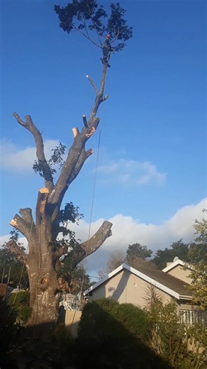 Slice Tree Cutting on Reels