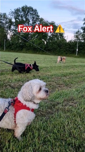 Early Risers on Fox Alert ⚠️ 📢