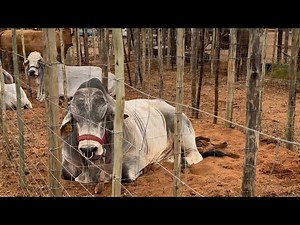 A Glimpse of farm life in rural Botswana