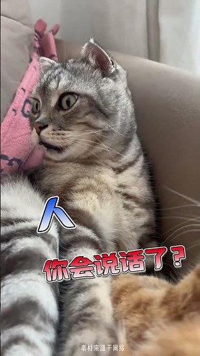 Mastering the Feline Code: Decoding Cat Language