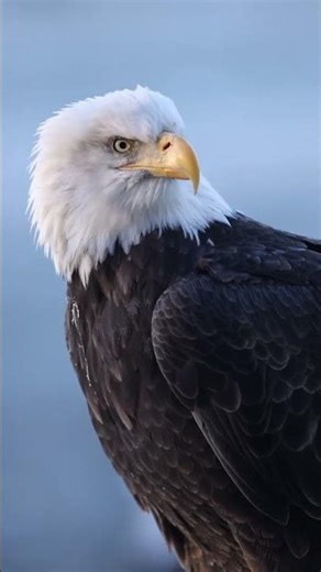 Female bald eagle posing for camera 🦅
