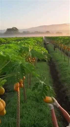 Papaya Farm | Papaya Farming Process from Field to Harvest | 4K Documentary | Papaya farmers