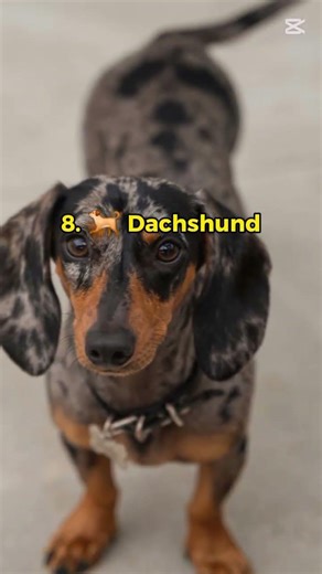 Top 10 best dogs in the world #top10 #world