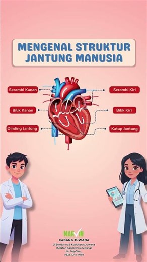 Struktur Jantung manusia #jantung #strukturjantung