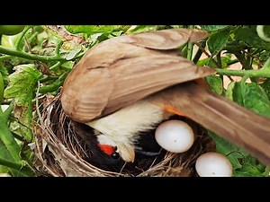 Bulbul bird PUSHED Out all CUCKOO Eggs | Bulbul pushed out cuckoo eggs before hatching