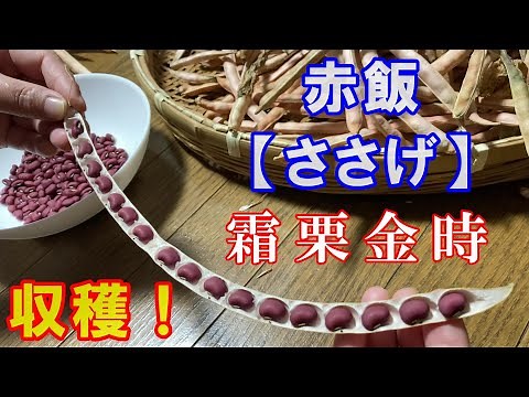 赤飯【ささげ】霜栗金時 収穫！