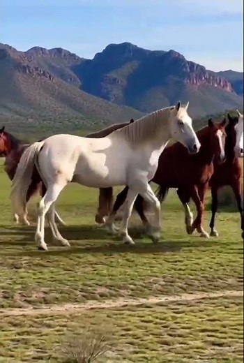 The Stunning Beauty of a Rare White ,wild Horses | Pure Elegance in Motion
