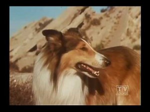 Ranger Cory Lassie (Season 13 Eps.24 Lure Of The Wild)