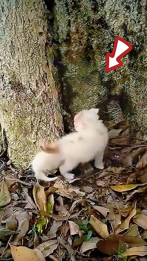 They didn’t want me to leave… so I took them home | Cartoons Family Diana And Roma