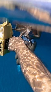 24K views · 349 reactions |  #hawaii #diving #underwater #models #ocean #diver | Beauties of the Ocean | Facebook