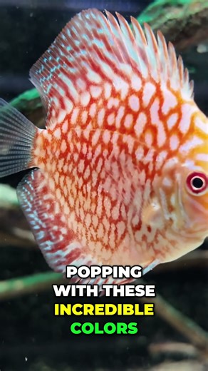 Hard Water Discus Fish: You Won't Believe These Colors! #shorts