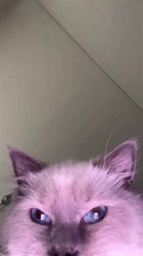 Cute Ragdolls on TikTok