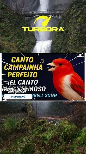 CANTO CAMPAINHA DO CANÁRIO DO REINO –EXCELENTE para RELAXAR e ESQUENTAR CANARY e Filhote 5