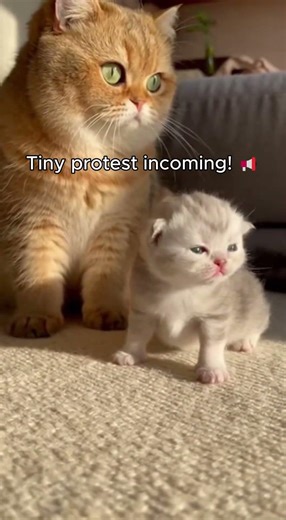 Tiny meows vs. Heavy paws🐱