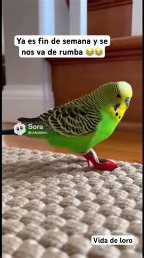 Cute Australian parakeet going out partying 😂 #humor #pets #funny #parrot #loro #aves #parakeets