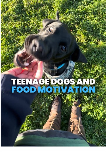 Have you ever felt yourself wondering why your teenage dog has no food motivation? 🤔 It’s surely a common one for teenage dog parents, and well, there are several reasons your dog may lack food motivation but two of the first things to consider are: 1. Whether the food you’re offering is high enough value for what you’re asking. The value of rewards is ALWAYS dictated by your individual dog and it’s a super common initial hurdle. Once you accept that maybe your dog just isn’t into those premium
