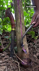 Panen getah langka #seluruhdunia #petanikaret #satisfying