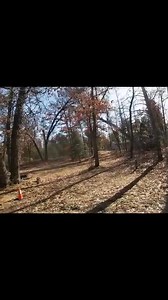 🪵 What’s Really Going On Inside Your Trees? 🪵 ​Ever wonder why some trees stand for a century while others come down in the first big gust? It all comes down to their "plumbing." ​At Smoken Logs Tree Removal, we don’t just cut wood; we understand the biology that keeps your property safe. Here’s a quick "Tree Tech" breakdown for our homeowners: ​💧 The Pipes (Xylem & Phloem) ​Think of your tree as a massive hydraulic system. ​Xylem moves water up from the roots. ​Phloem moves "sugar snacks" do