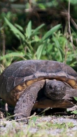 Gopher Tortoise Day 2026
