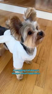 Interesting dog facts! | Miles Davis the Yorkie