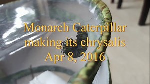 Monarch Butterfly Life - Be Awed and Astounded!