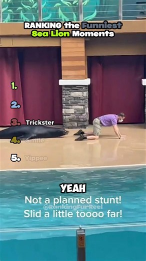 Ranking The Funniest Sea Lion Moments #viral #funny #memes #sealions