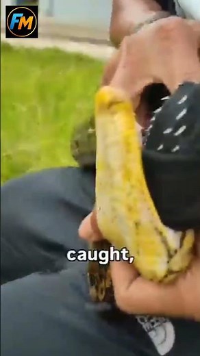 Why Do Pythons Have Teeth? #storyboard