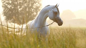 ' Add some Magic to your breeding ' * S.M.A. MAGIC ONE * - Al Zobair Stud Book your breedings now to this genetic giant! Fresh and frozen semen available. www.schoukenstrainingcenter.com | Arabian Insider