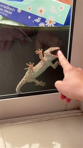 Meet the Tokay Gecko: The Loud, Colorful Lizard That Shouts Its Own Name!