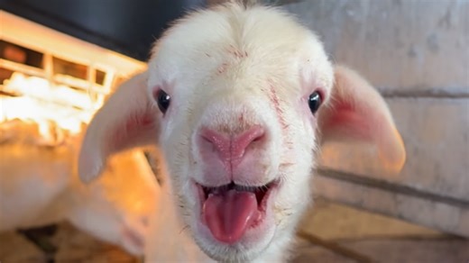 Playful newborn lamb takes the spotlight