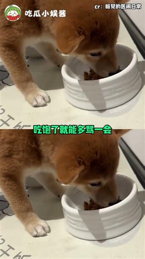 Real-Life Vet Miraculously Saves Scorpio Dog