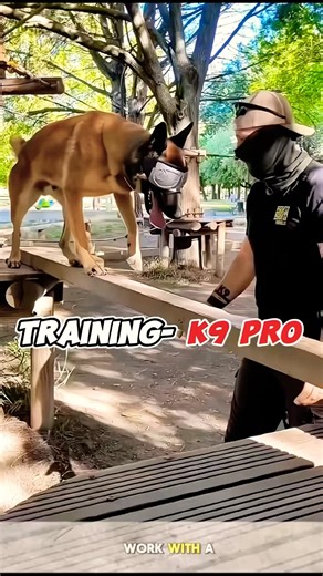 K9 dog training #dog #malinois #dogtraining #germanshepherd #belgianmalinois