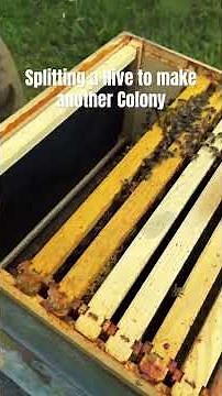 Splitting a Hive to create a New Colony