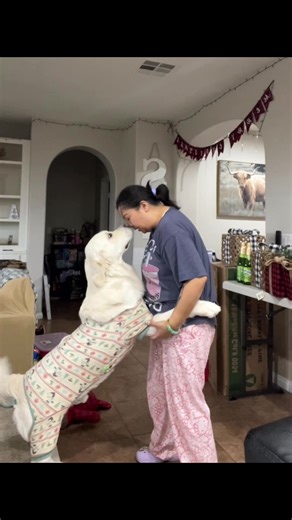 A lil break from cleaning @Justin Bieber #GoldenRetreiver #FYP #JustinBieber #Trending #fypシ