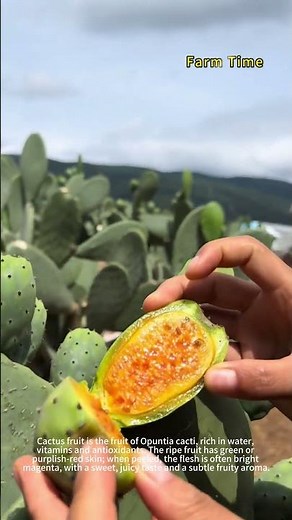 Cactus Fruit: Sweetness Hidden in Spines 🌵