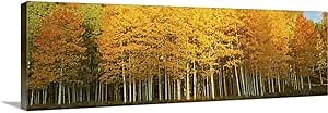 CANVAS ON DEMAND Aspen Trees in Autumn, Last Dollar Road, Telluride, Colorado Canvas Wall Art Print, Home Decor, Autumn, United States Artwork,60" x20in