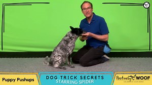 19 reactions · 5 comments | Are you familiar with "Puppy Push-ups"? It involves a series of "sit" and "down" repetitions. Watch as Larry and Spider demonstrate this fun training exercise!  #TrainYourDogMonth #DogTrickSecrets #PuppyPushups | Positively Woof | Facebook
