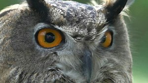 Descubren fósil de un gran búho que mataba con sus garras hace 55 millones de años