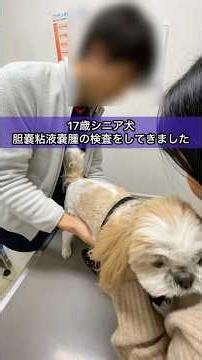 [Results report] Examination of gallbladder mucous cyst