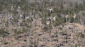 Guidance issued by Michigan DNR for tree management post-storm