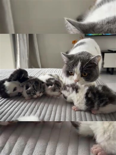 1$ 1$ 1$ #cat #meo #meow #tiktok #trending