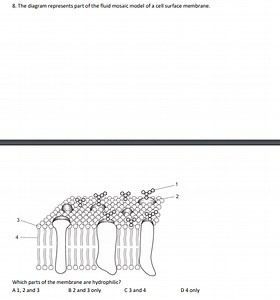 The diagram represents part of the fluid mosaic model of a cell... | Filo