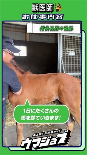 🐎獣医師さんのお仕事とは🔍 | JRA公式