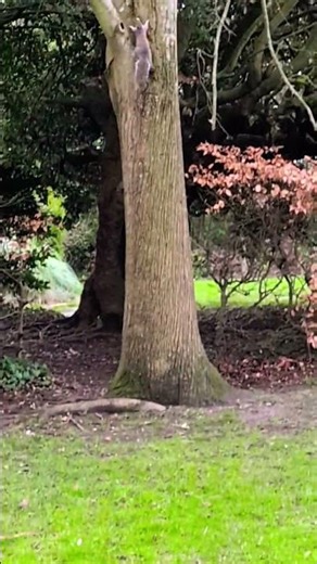 Squirrels and free- roaming dogs. #wildlife #dogs #park