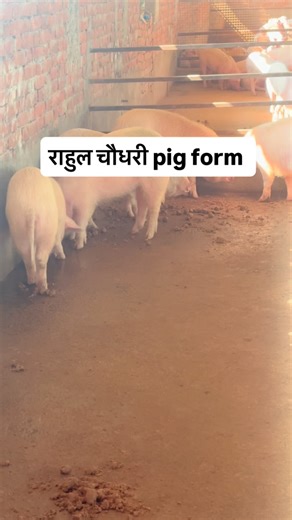 Rahul on Instagram: "#farming #pig #views #rahul"