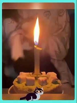 Smart Cats Compilation